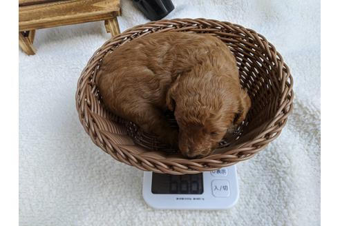 成約済の静岡県のトイプードル-84080の6枚目