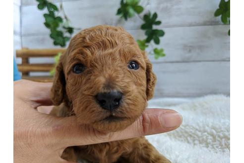 成約済の静岡県のトイプードル-84080の5枚目