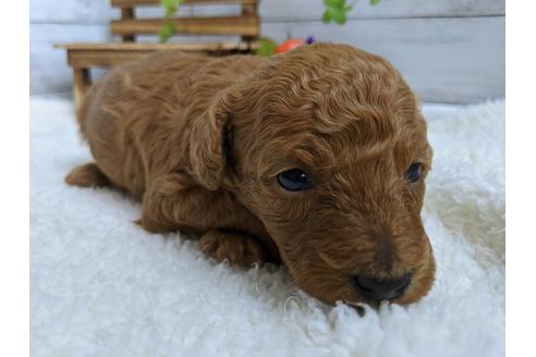 成約済の静岡県のトイプードル-84080の4枚目