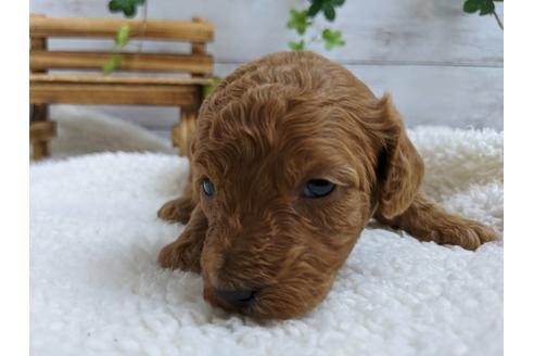 成約済の静岡県のトイプードル-84080の3枚目