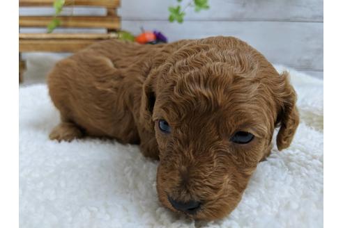 成約済の静岡県のトイプードル-84080
