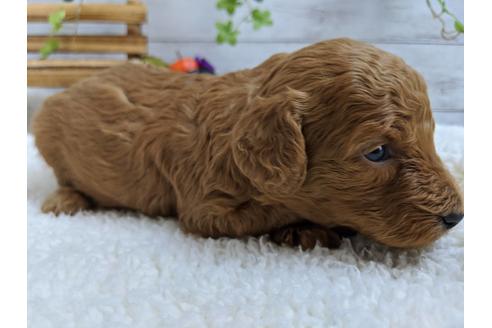 成約済の静岡県のトイプードル-84080の2枚目