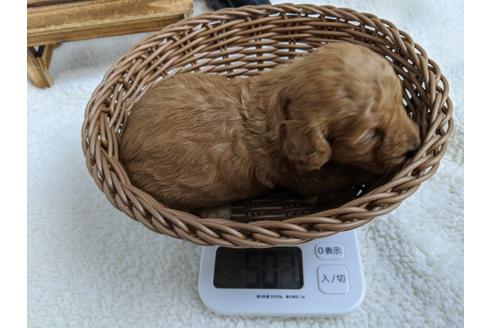 成約済の静岡県のトイプードル-84082の4枚目