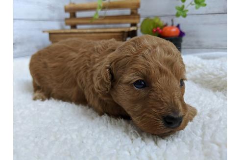 成約済の静岡県のトイプードル-84082の3枚目