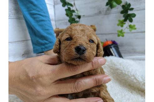 成約済の静岡県のトイプードル-84082の2枚目