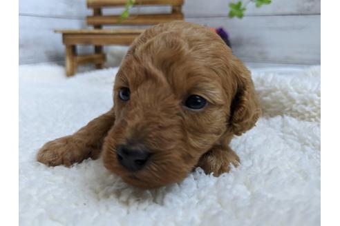 成約済の静岡県のトイプードル-84082の1枚目