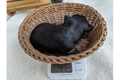 成約済の静岡県のヨークシャーテリア-84083の3枚目