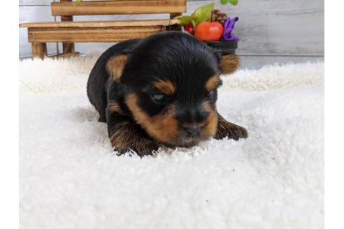 成約済の静岡県のヨークシャーテリア-84083の2枚目