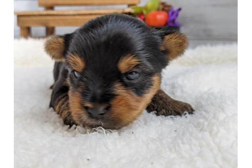 成約済の静岡県のヨークシャーテリア-84083の1枚目