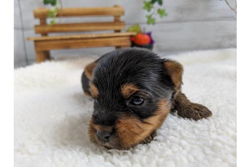 成約済の静岡県のヨークシャーテリア-84086の4枚目