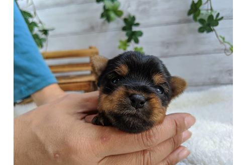 成約済の静岡県のヨークシャーテリア-84086の1枚目