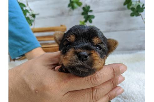 成約済の静岡県のヨークシャーテリア-84086の3枚目