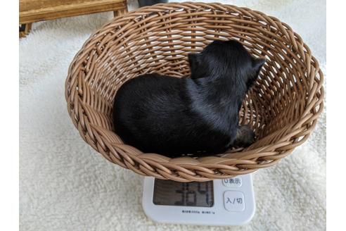 成約済の静岡県のヨークシャーテリア-84086の2枚目