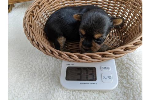 成約済の静岡県のヨークシャーテリア-84087の3枚目