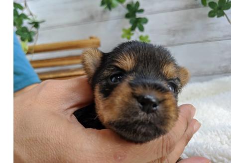 成約済の静岡県のヨークシャーテリア-84087の1枚目