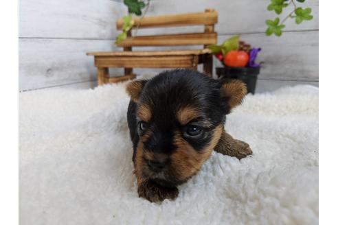 成約済の静岡県のヨークシャーテリア-84087の2枚目