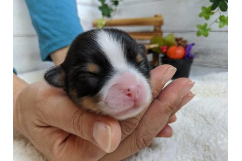 成約済の静岡県のチワワ(ロングコート)-84088の7枚目