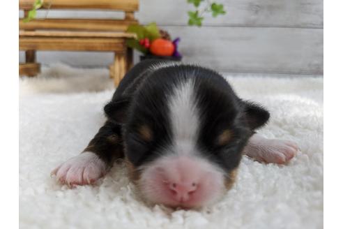 成約済の静岡県のチワワ(ロングコート)-84088の6枚目