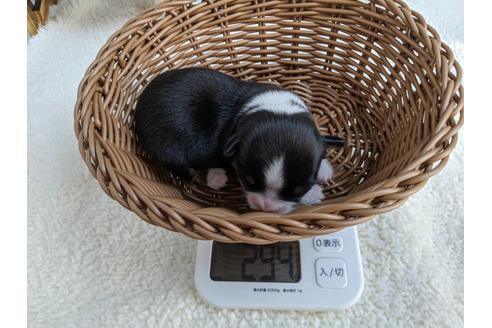 成約済の静岡県のチワワ(ロングコート)-84088の5枚目