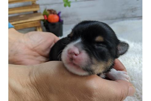 成約済の静岡県のチワワ(ロングコート)-84090の13枚目