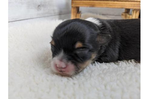 成約済の静岡県のチワワ(ロングコート)-84090の12枚目