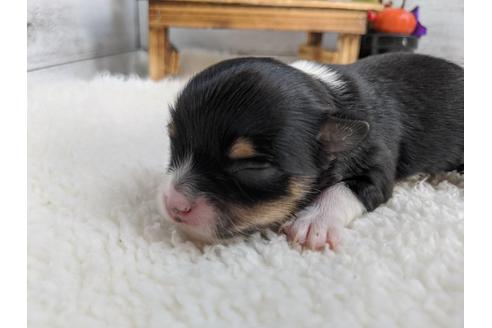 成約済の静岡県のチワワ(ロングコート)-84090の11枚目