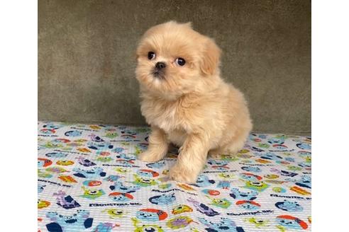 成約済の山梨県のミックス犬-84091の5枚目