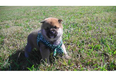 成約済の福岡県の豆柴-82280の8枚目