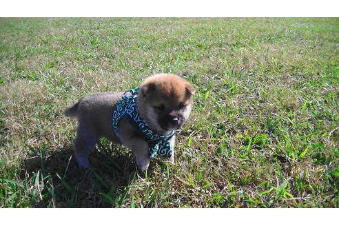 成約済の福岡県の豆柴-82280の7枚目