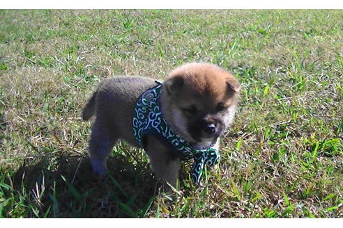 成約済の福岡県の豆柴-82280の6枚目