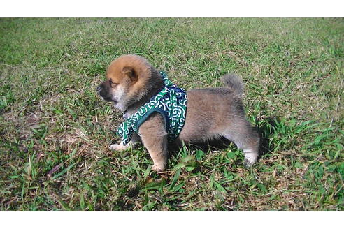 成約済の福岡県の豆柴-82280の5枚目