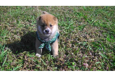 成約済の福岡県の豆柴-82281の1枚目