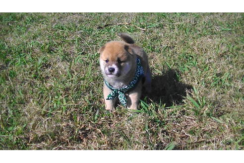 成約済の福岡県の豆柴-82281の13枚目