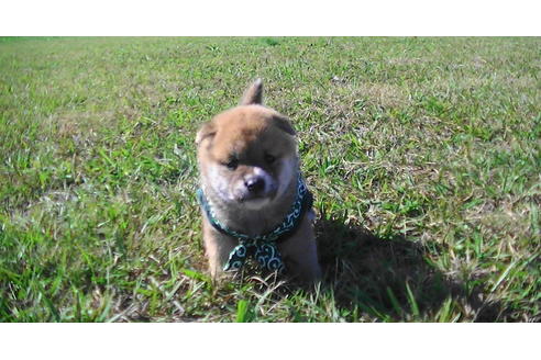 成約済の福岡県の豆柴-82281の12枚目