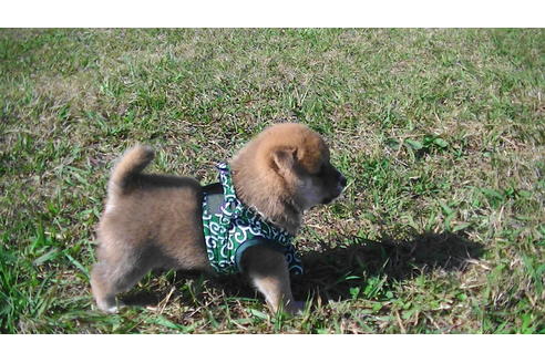 成約済の福岡県の豆柴-82281の11枚目