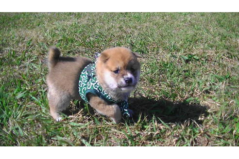 成約済の福岡県の豆柴-82281の10枚目