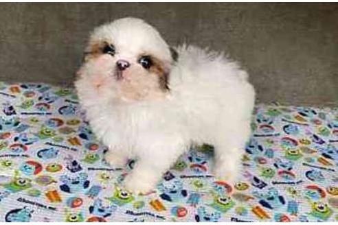 成約済の山梨県のミックス犬-84093の5枚目