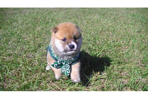 成約済の福岡県の豆柴-82281の9枚目