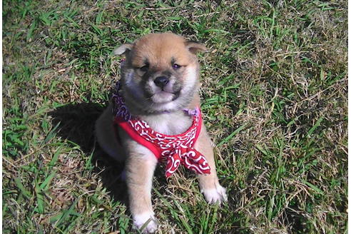 成約済の福岡県の豆柴-82283の9枚目