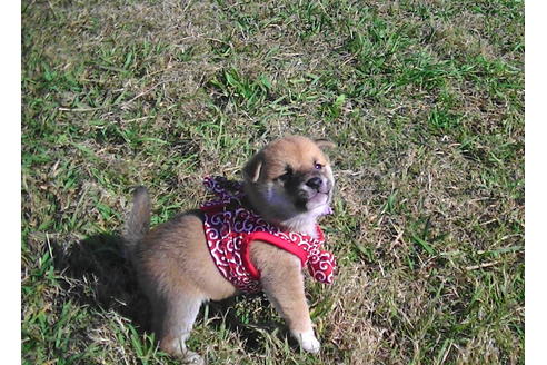 成約済の福岡県の豆柴-82283の8枚目