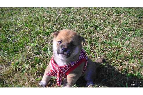 成約済の福岡県の豆柴-82283の7枚目