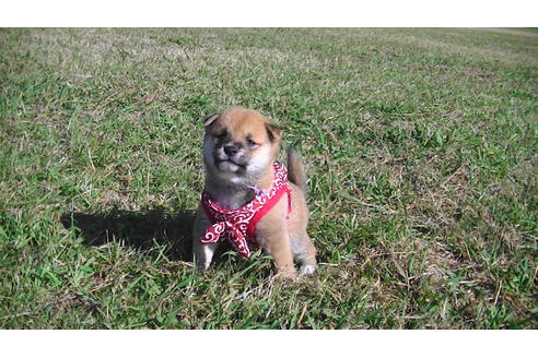 成約済の福岡県の豆柴-82283の6枚目