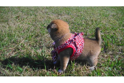 成約済の福岡県の豆柴-82283の5枚目