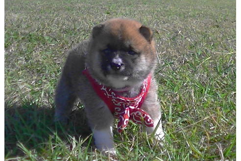 成約済の福岡県の豆柴-82282の8枚目