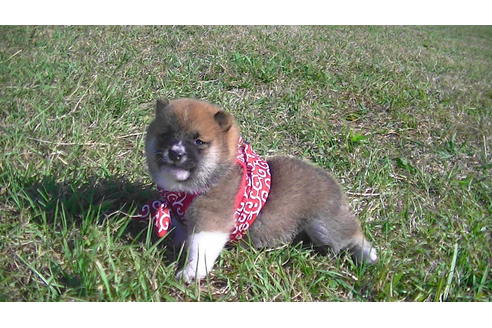 成約済の福岡県の豆柴-82282の7枚目