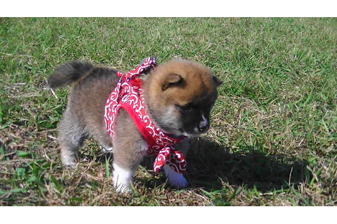 成約済の福岡県の豆柴-82282の6枚目