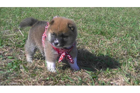 成約済の福岡県の豆柴-82282の5枚目