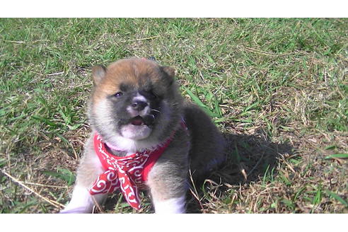 成約済の福岡県の豆柴-82282の4枚目