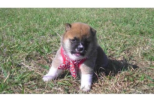 成約済の福岡県の豆柴-82282の1枚目