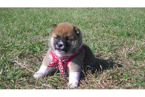 成約済の福岡県の豆柴-82282の3枚目